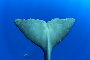 Tail of sperm whale, (Physeter macrocephalus). Vulnerable (IUCN). The sperm whale is the largest of the toothed whales. Sperm whales are known to dive as deep as 1,000 meters in search of squid to eat. Image has been shot in Dominica, Caribbean Sea, Atlantic Ocean. Photo taken under permit n°RP 16-02/32 FIS-5.