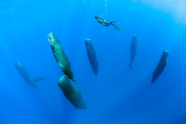 Free diver is swimming over a pod of Sleeping sperm whale (Physeter macrocephalus) Researchers first saw this unusual sleep behavior in sperm whales in 2008. The scientists in that study found that sperm whales dozed in this upright drifting posture for about 10 to 15 minutes at a time, Vulnerable (IUCN). The sperm whale is the largest of the toothed whales. Sperm whales are known to dive as deep as 1,000 meters in search of squid to eat. Dominica, Caribbean Sea, Atlantic Ocean. Photo taken under permit n°RP 16-02/32 FIS-5.