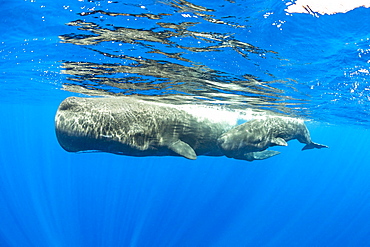 Sperm whale mother and calf, (Physeter macrocephalus), Vulnerable (IUCN), The sperm whale is the largest of the toothed whales. Sperm whales are known to dive as deep as 1,000 meters in search of squid to eat. Image has been shot in Dominica, Caribbean Sea, Atlantic Ocean. Photo taken under permit n°RP 16-02/32 FIS-5.