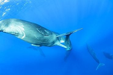 Sub-adult sperm whale try to move away a calf to to mate with a female, (Physeter macrocephalus), Vulnerable (IUCN), The sperm whale is the largest of the toothed whales. Sperm whales are known to dive as deep as 1,000 meters in search of squid to eat. Image has been shot in Dominica, Caribbean Sea, Atlantic Ocean. Photo taken under permit n°RP 16-02/32 FIS-5.