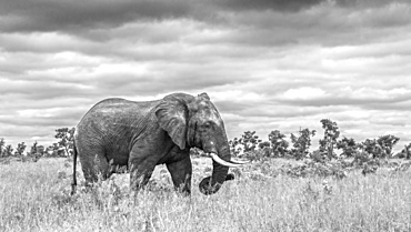 African bush elephant Loxodonta africana walking in savannah in black and white in Kruger National park, South Africa