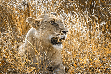 Portrait of African lionness (Panthera leo) in Kruger National park, South Africa