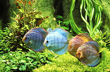 Discus (Symphysodon aequifasciatus)