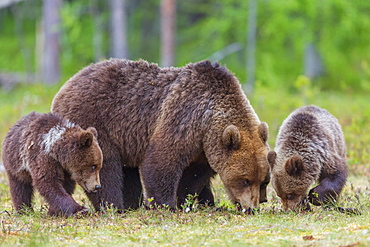 Brown bear (Ursus arctos) female, with her cubs, in a Suomussalmi forest, Finland