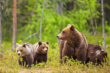 Brown bear (Ursus arctos) female, with her cubs, in a Suomussalmi forest, Finland