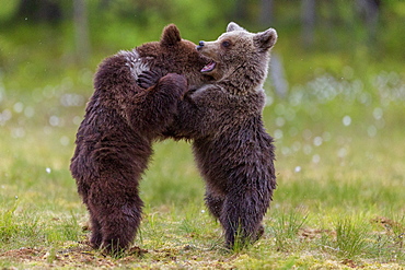 Bear cubs (Ursus arctos) playing, in a bog and coton grass, near a forest of Suomussalmi, Finland