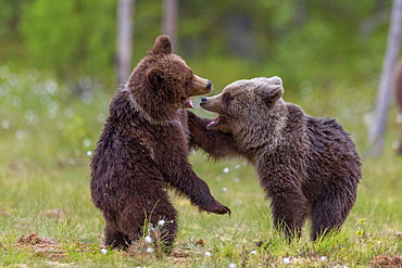 Bear cubs (Ursus arctos) playing, in a bog and coton grass, near a forest of Suomussalmi, Finland