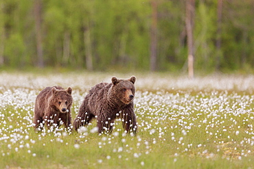 Bear cubs (Ursus arctos) walking, in a peat bog and coton grass, near a forest in Suomussalmi, Finland