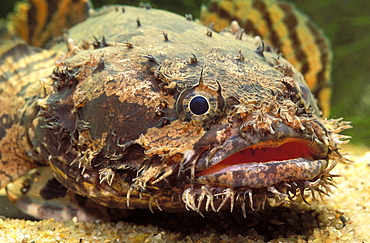 Grunting toadfish (Allenbatrachus grunniens)