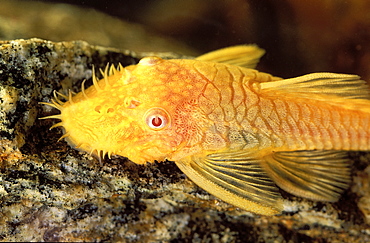 Ancistrus sp. "temminckii" gold albino