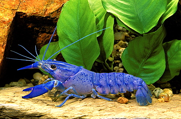 Cherax cainii (ex C. tenuimanus)