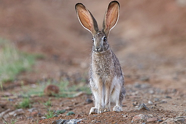 Scrub hare (Lepus saxatilis), Private reserve, South Africa