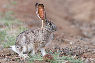 Scrub hare (Lepus saxatilis), Private reserve, South Africa