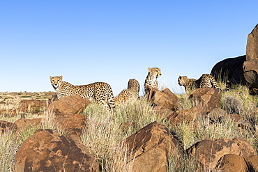 Cheetahs (Acinonyx jubatus), on rock, Private reserve, South Africa