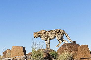 Cheetah (Acinonyx jubatus), on rock, Private reserve, South Africa