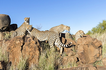 Cheetahs (Acinonyx jubatus), on rock, Private reserve, South Africa