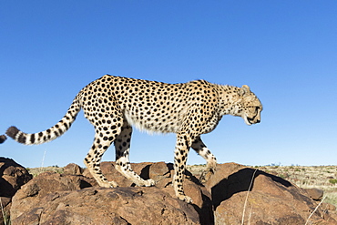 Cheetah (Acinonyx jubatus), on rock, Private reserve, South Africa