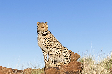 Cheetah (Acinonyx jubatus), on rock, Private reserve, South Africa