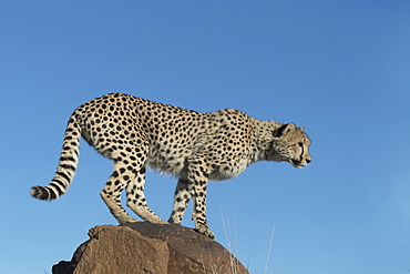 Cheetah (Acinonyx jubatus), on rock, Private reserve, South Africa