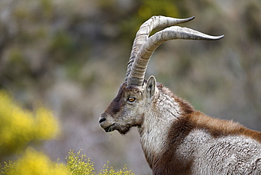 Spanish ibex (Capra pyrenaica victoriae) portrait of a large adult male, Sierra de Gredos, Spain