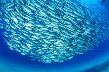 Shoal of Big-eye jacks (Caranx sexfasciatus), Cabo Pulmo Marine National Park, Baja California Sur, Mexico