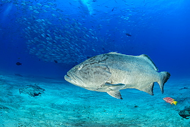 Big Gulf grouper (Mycteroperca jordani), Cabo Pulmo Marine National Park, Baja California Sur, Mexico