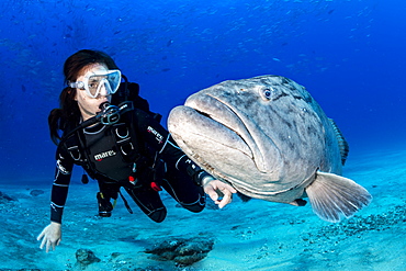 Scuba diver with big Gulf grouper (Mycteroperca jordani), Cabo Pulmo Marine National Park, Baja California Sur, Mexico