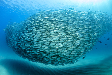 Shoal of Big-eye jacks (Caranx sexfasciatus), Cabo Pulmo Marine National Park, Baja California Sur, Mexico