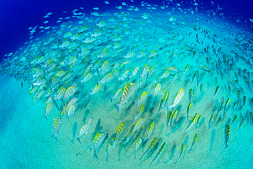 Shoal of Graybar Grunt (Haemulon sexfasciatum), Cabo Pulmo Marine National Park, Baja California Sur, Mexico