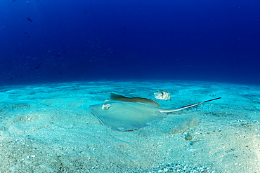 Diamond stingray (Dasyatis brevis) with Longspined porcupinefish (Diodon holocanthus), Cabo Pulmo Marine National Park, Baja California Sur, Mexico