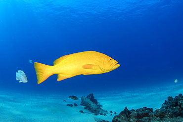 Golden grouper (Mycteroperca rosacea), yellow color-variation of the most common leopard grouper species, Cabo Pulmo Marine National Park, Baja California Sur, Mexico