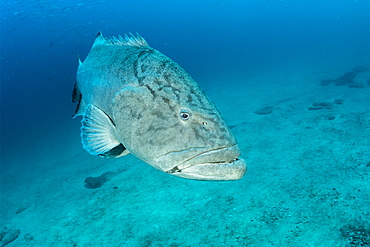 Big Gulf grouper (Mycteroperca jordani), Cabo Pulmo Marine National Park, Baja California Sur, Mexico