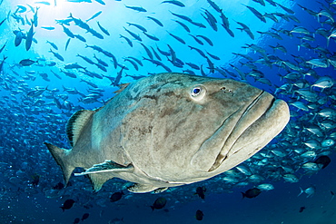 Big Gulf grouper (Mycteroperca jordani), Cabo Pulmo Marine National Park, Baja California Sur, Mexico