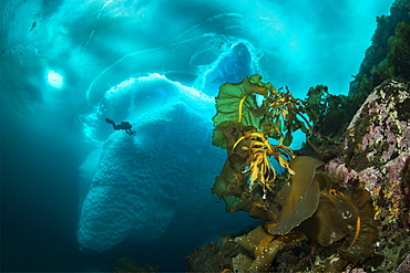 Laminaria (Saccharina latissima), a genus of 31 species of brown algae commonly called kelp in front of an iceberg with scuba diver, Tasiilaq, East Greenland