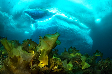 Laminaria (Saccharina latissima), a genus of 31 species of brown algae commonly called kelp in front of an iceberg, Tasiilaq, East Greenland