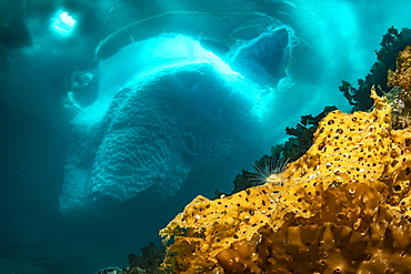 Laminaria (Saccharina latissima), a genus of 31 species of brown algae commonly called kelp in front of an iceberg, Tasiilaq, East Greenland