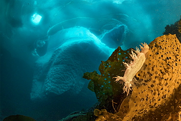 (Dendronotus robusta) nudibranch on brown algae commonly called kelp in front of an iceberg, Tasiilaq, East Greenland