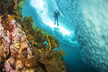 (Saccharina latissima), laminaria, a genus of 31 species of brown algae commonly called kelp covering a wall close to an iceberg with scuba diver silhouette, Tasiilaq, East Greenland