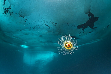 A tiny Benthic Hydromedusa, with a bell size of less than one centimeter, (Ptychogastria polaris), swimming in front of an iceberg, Tasiilaq, East Greenland