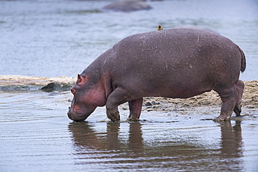 Hippopotamus (Hippopotamus amphibius) walking in the water, Kenya , Masaï Mara, National Reserve