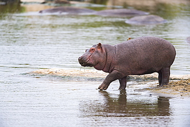 Hippopotamus (Hippopotamus amphibius) a young hesiste to enter the water, Kenya , Masaï Mara, National Reserve