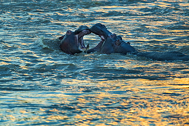 Hippopotamus (Hippopotamus amphibius) are playing to fight at dusk , Kenya , Masaï Mara, National Reserve