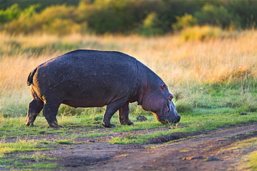 Hippopotamus (Hippopotamus amphibius) eating at the sunrise, Kenya , Masaï Mara, National Reserve