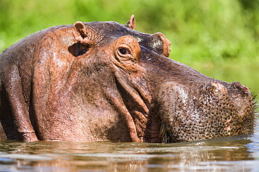 Hippopotamus (Hippopotamus amphibius) in the water close up, South Africa, Kruger national park