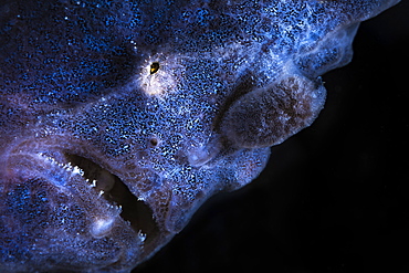 Portrait of Commerson's frogfish (Antennarius commerson) on the lookout in a sponges. Mayotte