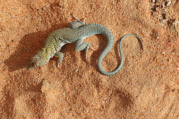 Golden Fringe-fingered lizard (Acanthodactylus aureus) on sand, Mauritania