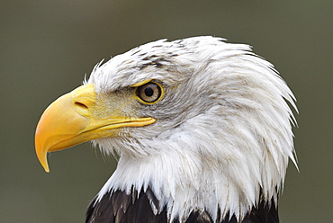 Bald eagle (Haliaeetus leucocephalus) Portrait of an adult, Bird symbol of the United States of America