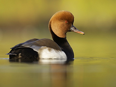 Red-crested Pochard (Netta rufina). A Red-crested Pochard in the Peak District National Park, UK.