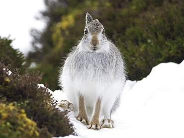 Mountain Hare (Lepus timidus). A Mountain Hare in the Cairngorms National Park, UK