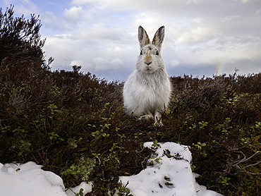 Mountain Hare (Lepus timidus). A Mountain Hare in the Cairngorms National Park, UK